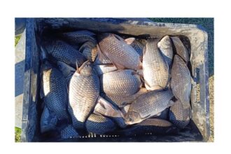 politistii din delta dunarii actiune fulger printre pescari dosare penale amenzi si peste confiscat iata cate infractiuni au fost constatate 68061d60db39e