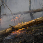 pompierii din arges incearca sa stinga un incendiu de padure extins pe aproape 30 000 mp vantul puternic ingreuneaza interventia 680232faaf005