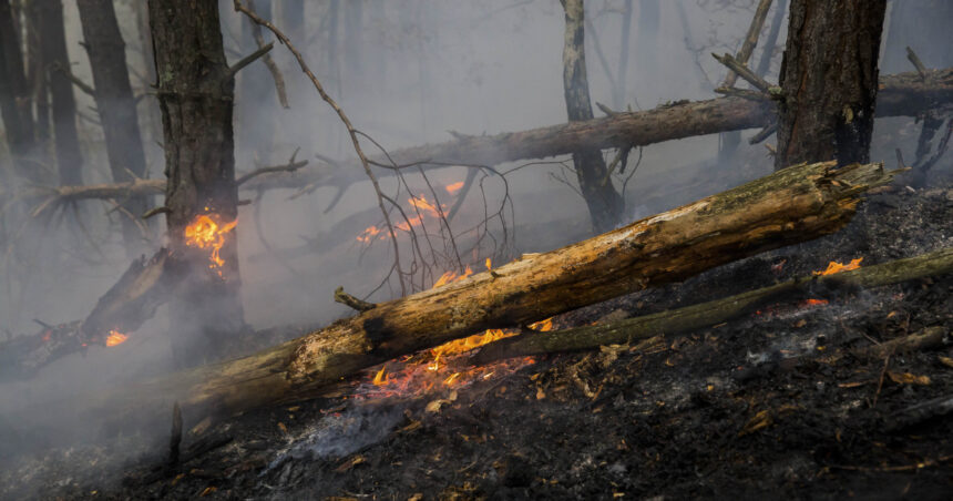 Pompierii din Argeș se luptă cu un incendiu de amploare în pădure, pe o suprafață de aproape 30.000 mp, în condiții dificile din cauza vântului puternic. 1 pompierii din arges incearca sa stinga un incendiu de padure extins pe aproape 30 000 mp vantul puternic ingreuneaza interventia 680232faaf005