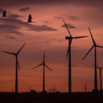 PRIMUL CAZ: Directorul unei firme de energie verde, încarcerat după uciderea păsărilor de un parc eolian. Activitatea centralei suspendată timp de patru luni. 3 premiera seful unei companii de energie regenerabila condamnat la inchisoare pentru pasarile ucise de un parc eolian productia centralei a fost oprita pentru 4 luni 67ff2db617cd4