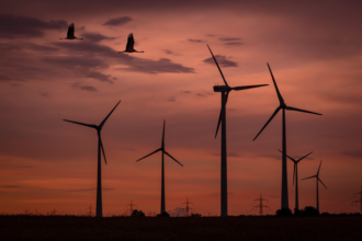 premiera seful unei companii de energie regenerabila condamnat la inchisoare pentru pasarile ucise de un parc eolian productia centralei a fost oprita pentru 4 luni 67ff2db617cd4