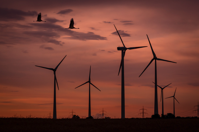 PRIMUL CAZ: Directorul unei firme de energie verde, încarcerat după uciderea păsărilor de un parc eolian. Activitatea centralei suspendată timp de patru luni. 1 premiera seful unei companii de energie regenerabila condamnat la inchisoare pentru pasarile ucise de un parc eolian productia centralei a fost oprita pentru 4 luni 67ff2db617cd4