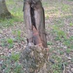 Un proiectil din Al Doilea Război Mondial descoperit în inima unui copac! Află cine a realizat această uimitoare descoperire! 2 proiectil din al doilea razboi mondial gasit intr un copac iata cine a facut descoperirea 680602196ce17