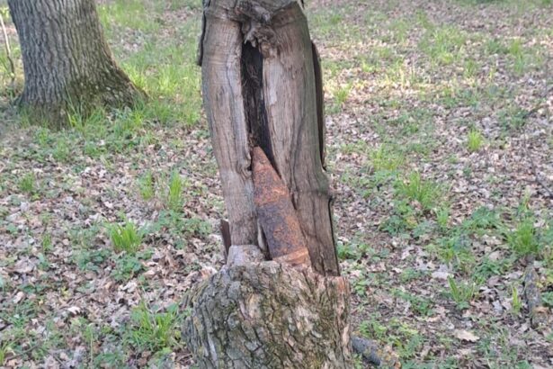 proiectil din al doilea razboi mondial gasit intr un copac iata cine a facut descoperirea 680602196ce17