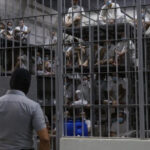 SUA au trimis în El Salvador zece membri ai grupărilor teroriste, destinul lor fiind o imensă penitenciară din Cecot. 2 sua au expulzat in el salvador zece criminali din organizatii teroriste vor fi inchisi in mega inchisoarea cecot 67fc212b33845