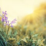 Valuri de căldură peste normal, până la mijlocul lunii mai! 2 temperaturi usor mai ridicate decat cele normale pana dupa jumatatea lunii mai 680232fe9a3cb