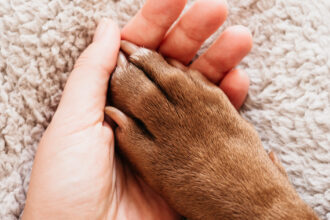 un animal de companie la fel de benefic pentru bunastarea noastra precum un sot sau o sotie arata un studiu 67fad132befc5