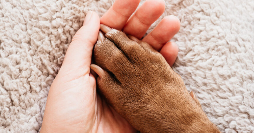 Cercetările sugerează că un patrupezi poate aduce la fel de multă fericire în viața noastră ca un partener de viață! 1 un animal de companie la fel de benefic pentru bunastarea noastra precum un sot sau o sotie arata un studiu 67fad132befc5