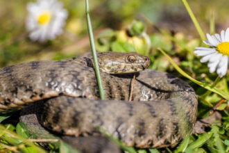 un barbat a fost muscat de vipera in zona voronetului a ajuns la sectia de terapie intensiva a scju suceava 6807b865c9fb5