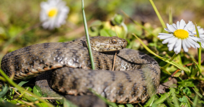 Un bărbat a fost atacat de o viperă în apropierea Voronețului și a fost internat în secția de terapie intensivă a SCJU Suceava. 1 un barbat a fost muscat de vipera in zona voronetului a ajuns la sectia de terapie intensiva a scju suceava 6807b865c9fb5