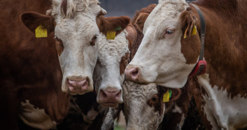 Ungaria se confruntă cu al cincilea focar de febră aftoasă și ia măsuri drastice în rândul bovinelor 1 ungaria a detectat al cincilea focar de febra aftoasa si sacrifica tot mai multe bovine 68014116876a6