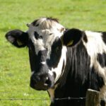 Ungaria se confruntă cu un nou val de febră aftoasă, iar sacrificiile de bovine cresc alarmant 2 ungaria a detectat un nou focar de febra aftoasa si sacrifica tot mai multe bovine 6801eb5f80ef5