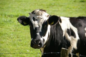 ungaria a detectat un nou focar de febra aftoasa si sacrifica tot mai multe bovine 6801eb5f80ef5