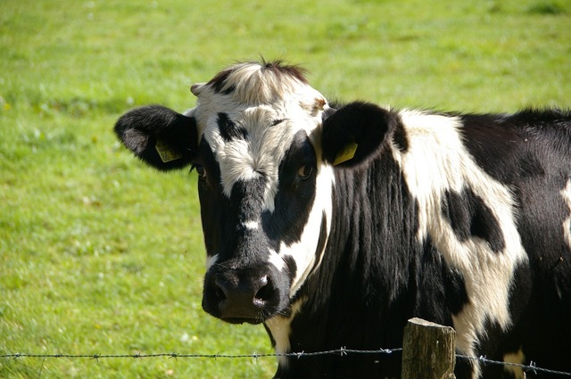 Ungaria se confruntă cu un nou val de febră aftoasă, iar sacrificiile de bovine cresc alarmant 1 ungaria a detectat un nou focar de febra aftoasa si sacrifica tot mai multe bovine 6801eb5f80ef5