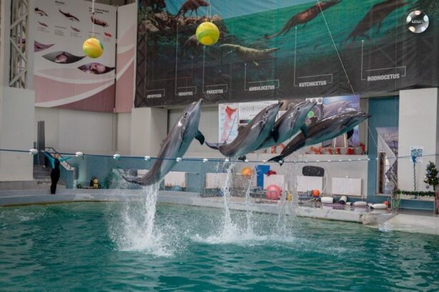 veste buna reprezentatiile cu delfini vor fi reluate cel mai probabil pe 1 mai cjc vrea sa cumpere alte mamifere 68002d791b65a