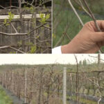 Arborii neobișnuiți care înfruntă capriciile vremii din România: mai rezistenți la secetă și frig decât piersicii și caișii! 3 video arborii exotici care au castigat pariul cu vremea capricioasa din romania rezista mai bine la seceta si ger decat piersicii sau caisii 680b43a045547