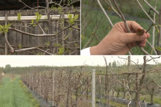 video arborii exotici care au castigat pariul cu vremea capricioasa din romania rezista mai bine la seceta si ger decat piersicii sau caisii 680b43a045547