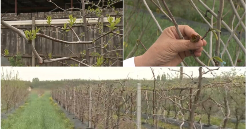 Arborii neobișnuiți care înfruntă capriciile vremii din România: mai rezistenți la secetă și frig decât piersicii și caișii! 1 video arborii exotici care au castigat pariul cu vremea capricioasa din romania rezista mai bine la seceta si ger decat piersicii sau caisii 680b43a045547