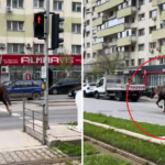 Calul pe bulevard: viteză în stil și disciplină, spre deosebire de alții! 2 video cal surprins aleargand pe un bulevard macar isi tine banda spre deosebire de unii 67f031083aef5