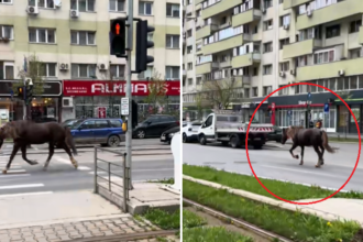 video cal surprins aleargand pe un bulevard macar isi tine banda spre deosebire de unii 67f031083aef5