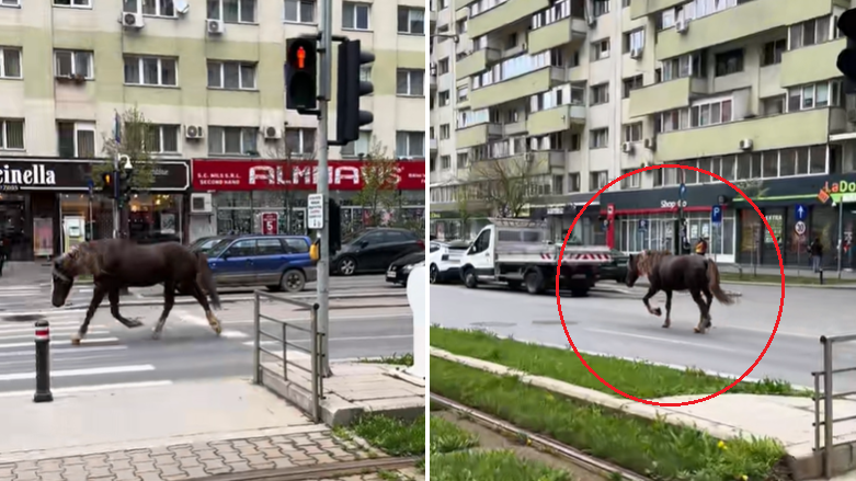 Calul pe bulevard: viteză în stil și disciplină, spre deosebire de alții! 1 video cal surprins aleargand pe un bulevard macar isi tine banda spre deosebire de unii 67f031083aef5