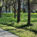„Cosirea variată a ierbii în Timișoara: o tendință din Occident care stârnește nemulțumiri printre localnici – „Aspect dezagreabil”” 3 video cosirea mozaicata a ierbii din timisoara concept venit din occident nu este pe placul multor locuitori arata foarte urat 67f69a3579c0e