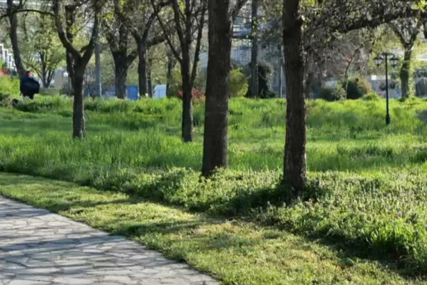 video cosirea mozaicata a ierbii din timisoara concept venit din occident nu este pe placul multor locuitori arata foarte urat 67f69a3579c0e