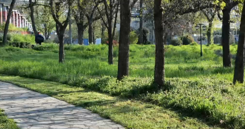 „Cosirea variată a ierbii în Timișoara: o tendință din Occident care stârnește nemulțumiri printre localnici – „Aspect dezagreabil”” 1 video cosirea mozaicata a ierbii din timisoara concept venit din occident nu este pe placul multor locuitori arata foarte urat 67f69a3579c0e
