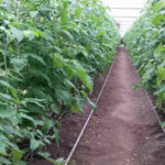 Sprijin generos pentru legumicultori: 350 de milioane de lei din partea guvernului pentru sere și solarii! 3 video guvernul ajuta agricultorii care cultiva legume in sere si solarii cu 350 milioane lei 67ee55035dae7