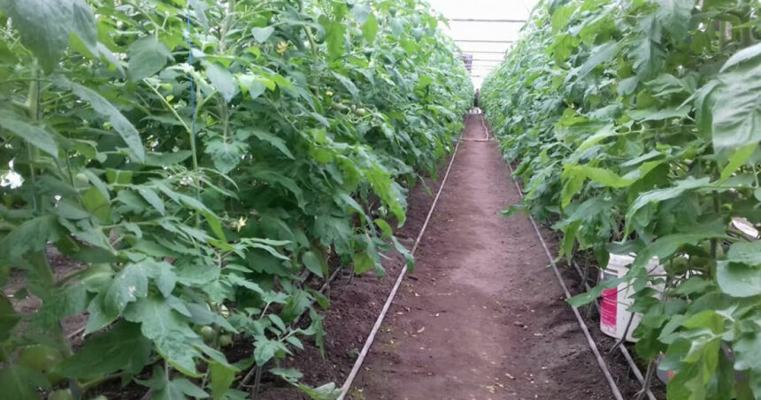 Sprijin generos pentru legumicultori: 350 de milioane de lei din partea guvernului pentru sere și solarii! 1 video guvernul ajuta agricultorii care cultiva legume in sere si solarii cu 350 milioane lei 67ee55035dae7
