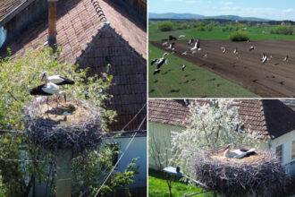 video judetul cu 400 de cuiburi de berze imagini spectaculoase din comuna in care aproape fiecare stalp e acasa pentru zeci de inaripate 680ce7d158fe6