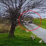 Impactul tragic din Lumina: Detalii despre accidentul rutier soldat cu două vieți pierdute 2 video momentul impactului de la accidentul rutier din lumina unde doua persoane au murit 67f7aa1add1e5