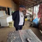 Piedone, vigilent la o fermă din apropierea Bucureștiului, unde se desfășura tăierea mieilor și iezelor. Ce au aflat comisarii? 2 video piedone in control la o ferma de langa bucuresti unde se taiau miei si iezi ce au descoperit comisarii 67ff4bd5d2e44