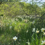 Minunile naturii la cinci kilometri de Târgu Jiu: Poiana Narciselor înflorește. Ce pericole îi așteaptă pe cei care culeg florile din această zonă protejată? 2 video spectacolul naturii la doar 5 kilometri de targu jiu poiana narciselor a inflorit ce risca cei care rup florile din aria protejata 680db50ca0aac
