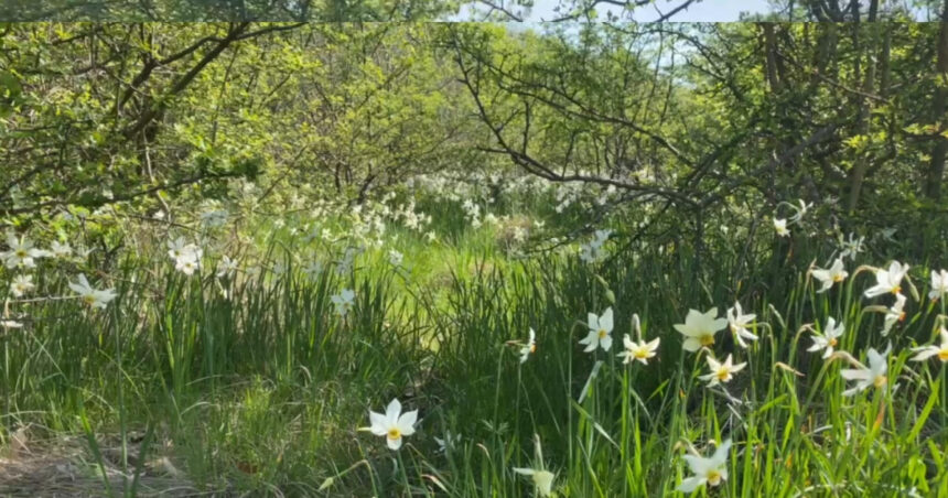 Minunile naturii la cinci kilometri de Târgu Jiu: Poiana Narciselor înflorește. Ce pericole îi așteaptă pe cei care culeg florile din această zonă protejată? 1 video spectacolul naturii la doar 5 kilometri de targu jiu poiana narciselor a inflorit ce risca cei care rup florile din aria protejata 680db50ca0aac