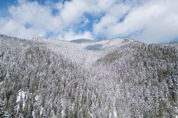 videofoto achizitie istorica romsilva a cumparat peste 4 000 de hectare de padure 67f8f7c379a07
