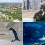 „Grădina zoologică din Ungaria: Refugiu pentru 5.000 de animale și destinația preferată a mii de români - o experiență de neuitat!” 3 videofoto gradina zoo din ungaria in care traiesc 5 000 de animale mii de romani ii trec anual pragul e o senzatie incredibila 6809b9f630218