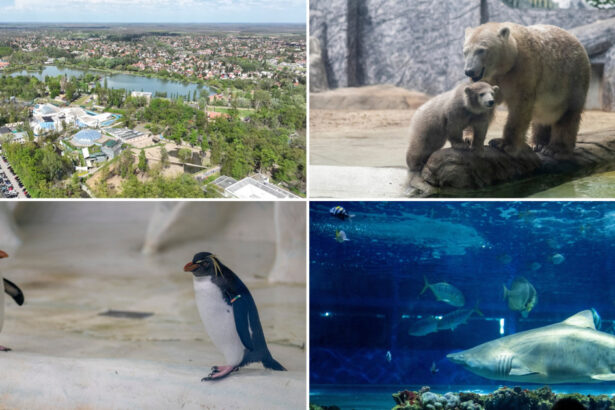 videofoto gradina zoo din ungaria in care traiesc 5 000 de animale mii de romani ii trec anual pragul e o senzatie incredibila 6809b9f630218