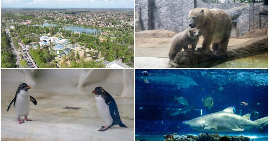 „Grădina zoologică din Ungaria: Refugiu pentru 5.000 de animale și destinația preferată a mii de români - o experiență de neuitat!” 1 videofoto gradina zoo din ungaria in care traiesc 5 000 de animale mii de romani ii trec anual pragul e o senzatie incredibila 6809b9f630218