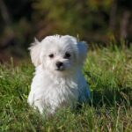 Zooland.ro - Cât de mult își amintește patrupedul tău: descoperă abilitățile mnemonice ale câinilor! 3 zooland ro memoria cainilor cat si ce poate retine animalul tau de companie 67ef6b8dbcd5a