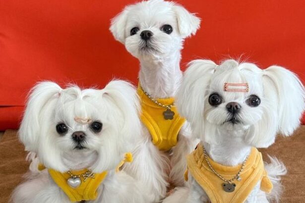 zooland ro suma enorma cheltuita de o femeie pentru animale de companie 6801f5556fdb9