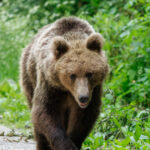 Avertisment în Câmpina: un urs a fost observat pe o arteră urbană! 3 alerta in campina un urs a fost vazut pe o strada din oras 68202be56dc0b