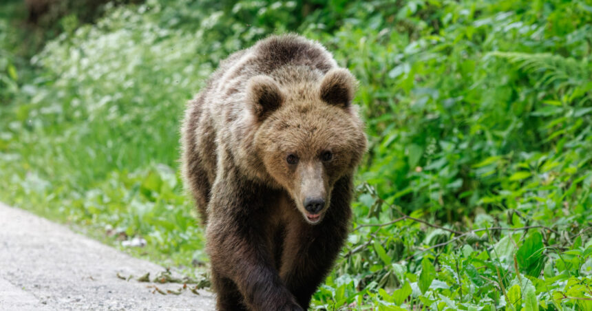 Avertisment în Câmpina: un urs a fost observat pe o arteră urbană! 1 alerta in campina un urs a fost vazut pe o strada din oras 68202be56dc0b