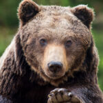Atenție în Prahova: Pe străzile din Sinaia și comuna Cornu au fost surprinși doi urși! 3 alerta in prahova doi ursi au fost vazuti pe strazile din sinaia si din comuna cornu 68219b78ccc18
