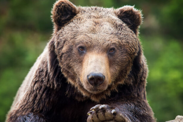 alerta in prahova doi ursi au fost vazuti pe strazile din sinaia si din comuna cornu 68219b78ccc18