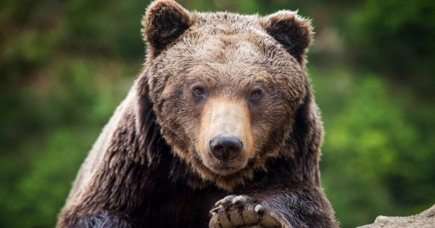 Atenție în Prahova: Pe străzile din Sinaia și comuna Cornu au fost surprinși doi urși! 1 alerta in prahova doi ursi au fost vazuti pe strazile din sinaia si din comuna cornu 68219b78ccc18