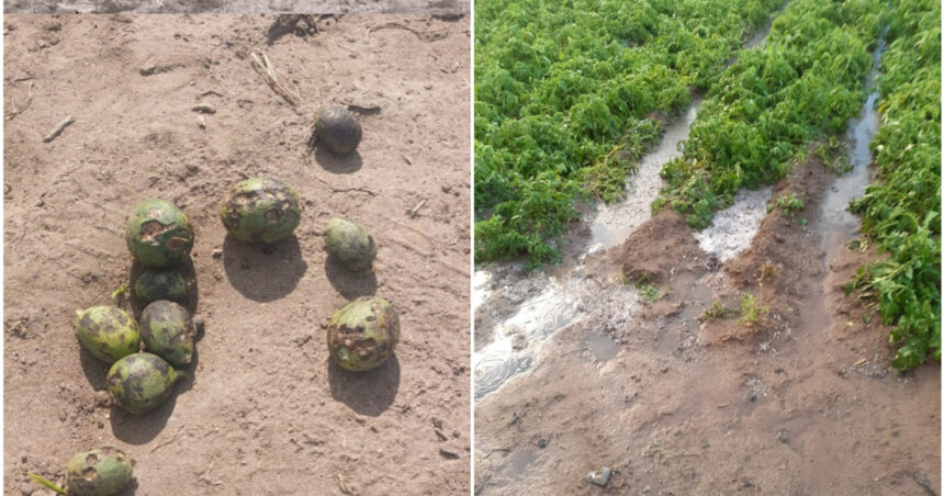 „Spargerea! Ce măsuri să luăm?!” Grindina a lăsat urme adânci în sudul țării. Pepenii din Dăbuleni, mai rari și mai costisitori în acest sezon. 1 aruncata ce sa facem cu ea grindina a produs ravagii in sudul tarii pepenii de dabuleni mai putini si mai scumpi anul acesta 682425c123955