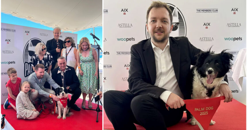 Cannes 2025: Un câine ciobănesc islandez câștigă trofeul Palme Dog pentru cea mai remarcabilă „performanță” în rol canin 1 cannes 2025 un ciobanesc islandez a primit trofeul palme dog pentru cea mai buna interpretare canina 683372fcc47b1