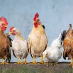 Cel mai mare furnizor global de carne de pasăre se confruntă cu interdicții de export către Uniunea Europeană din cauza gripei aviare. 3 cel mai mare exportator mondial de carne de pasare nu mai poate exporta catre uniunea europeana din cauza gripei aviare 682b2f51dc1dc