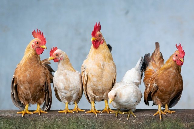 Cel mai mare furnizor global de carne de pasăre se confruntă cu interdicții de export către Uniunea Europeană din cauza gripei aviare. 1 cel mai mare exportator mondial de carne de pasare nu mai poate exporta catre uniunea europeana din cauza gripei aviare 682b2f51dc1dc